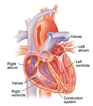 Cross section of heart showing blood flow and conduction system.